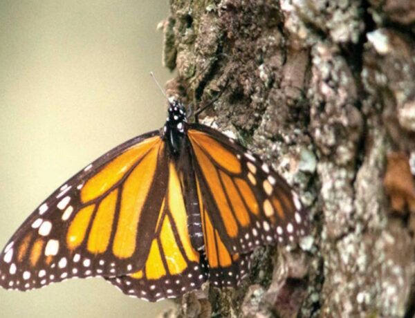 Santuarios pronostican extinción de la mariposa monarca