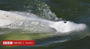 Los desesperados esfuerzos por salvar a una ballena beluga extraviada y hambrienta en el río Sena