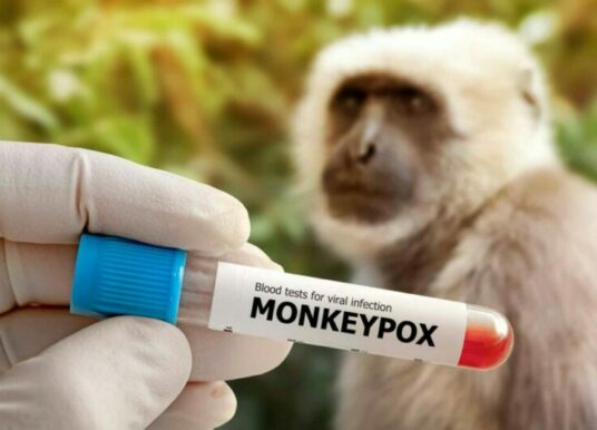Animales que pueden contagiar la viruela del mono a humanos
